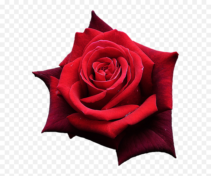 Red Rose Flower Png Photos Png Mart Emoji,Emoji Flower Rose