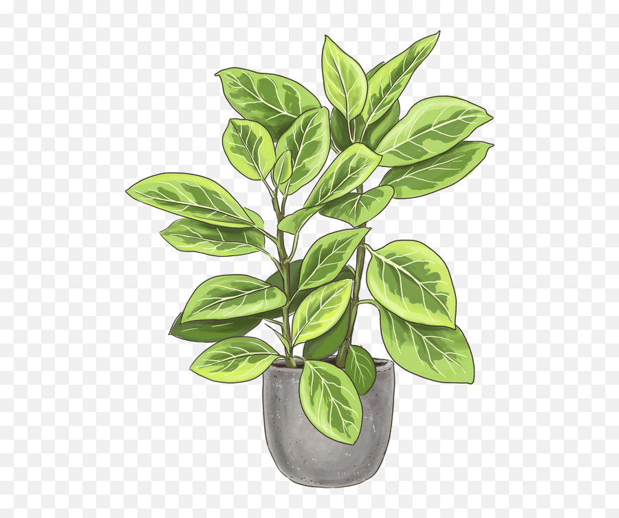 Council Tree Indoor Plants Lively Root Emoji,Evergreen Trees Emoji