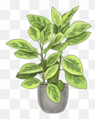 Council Tree Indoor Plants Lively Root Emoji,Evergreen Trees Emoji