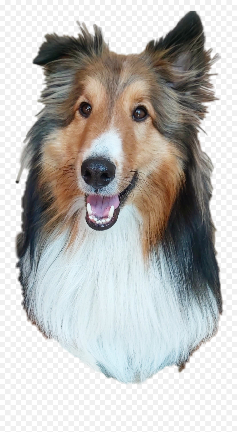 Popular And Trending - Rough Collie Emoji,Sheltie Emoji