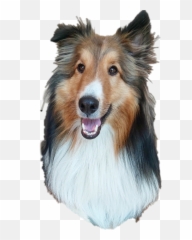 Popular And Trending - Rough Collie Emoji,Sheltie Emoji
