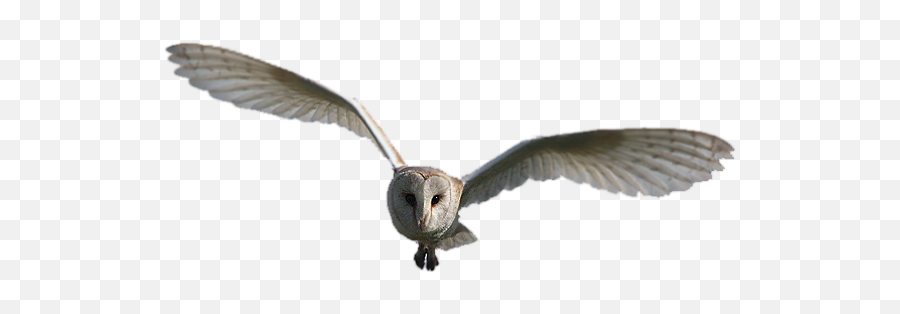 Social Media - Barn Owl Emoji,Find The Emoji For Botox