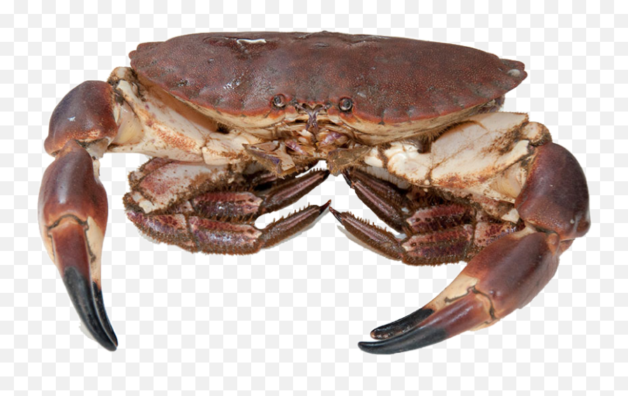Crab Sticker - Brown Crabs Uk Emoji,Crab Emoji Meme