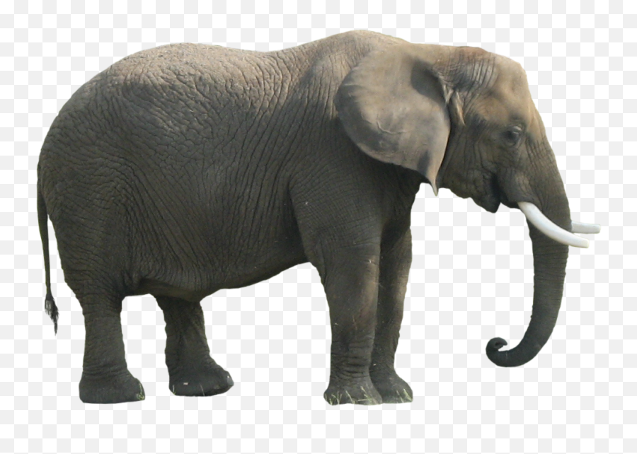 989x989 - Transparent African Forest Elephant Emoji,Heart Emoji Ong