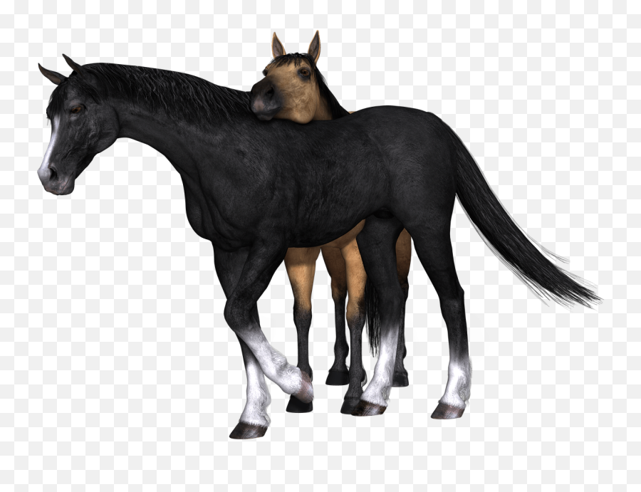 Tiger Head Side View Pnglib U2013 Free Png Library - Brown And Black Horses Emoji,Dibujos De Emojis De Baby Yak Yak