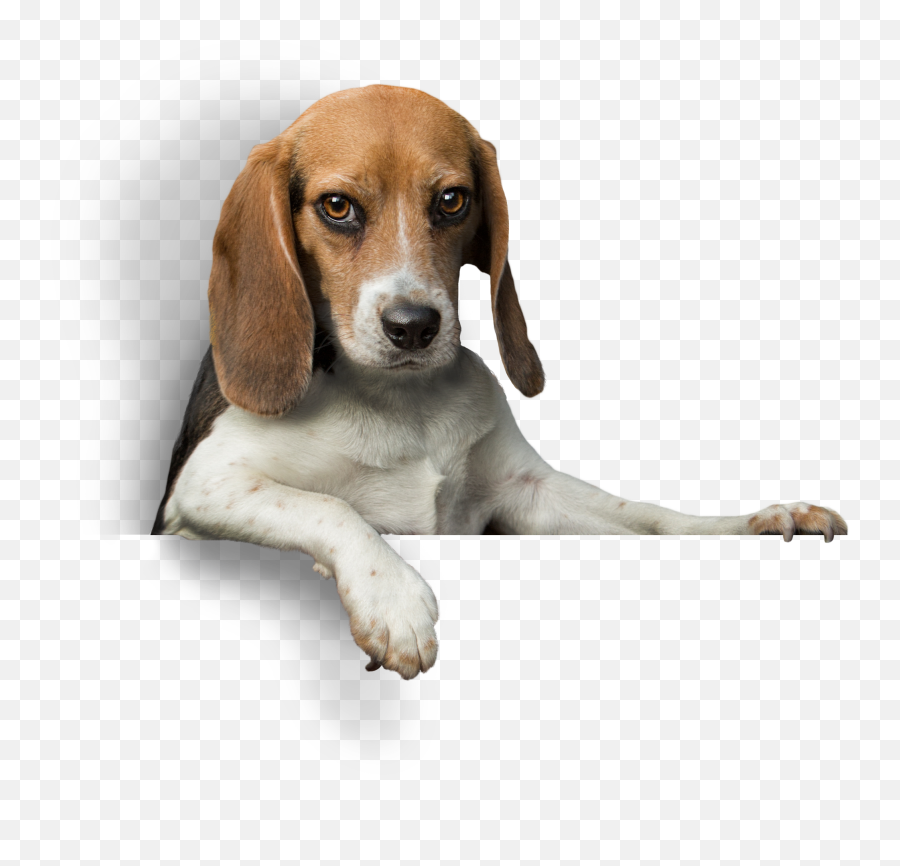 Woofieu0027s Pet Sitters Dog Walkers U0026 Mobile Pet Groomer Emoji,Bbc Dogs Emotions