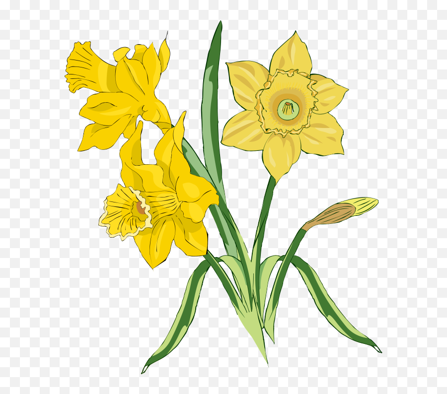 Daffodil Clipart Leek Daffodil Leek - Clip Art Daffodil Png Emoji,Leek Emoji