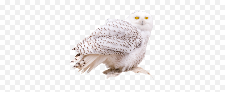 Owl Meme Stickers - Snowy Owl Emoji,Owl Emoticon For Text Messages