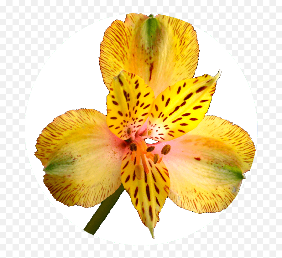 Catálogo De Alstroemeria En - Lily Of The Incas Emoji,Riverdance Emoji