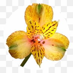Catálogo De Alstroemeria En - Lily Of The Incas Emoji,Riverdance Emoji