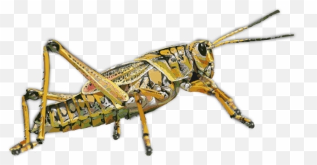 Openclipart - Clipping Culture Emoji,Grasshopper Emoticon Small