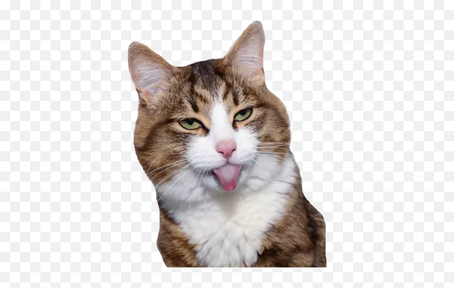 Rexiecat By You - Sticker Maker For Whatsapp Emoji,Tabby Cat Emoji