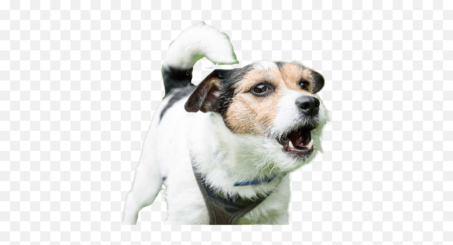 Do Dogs Get Tired Of Barking Heres - Dog Barking Emoji,What Emotions Do Dogs Have