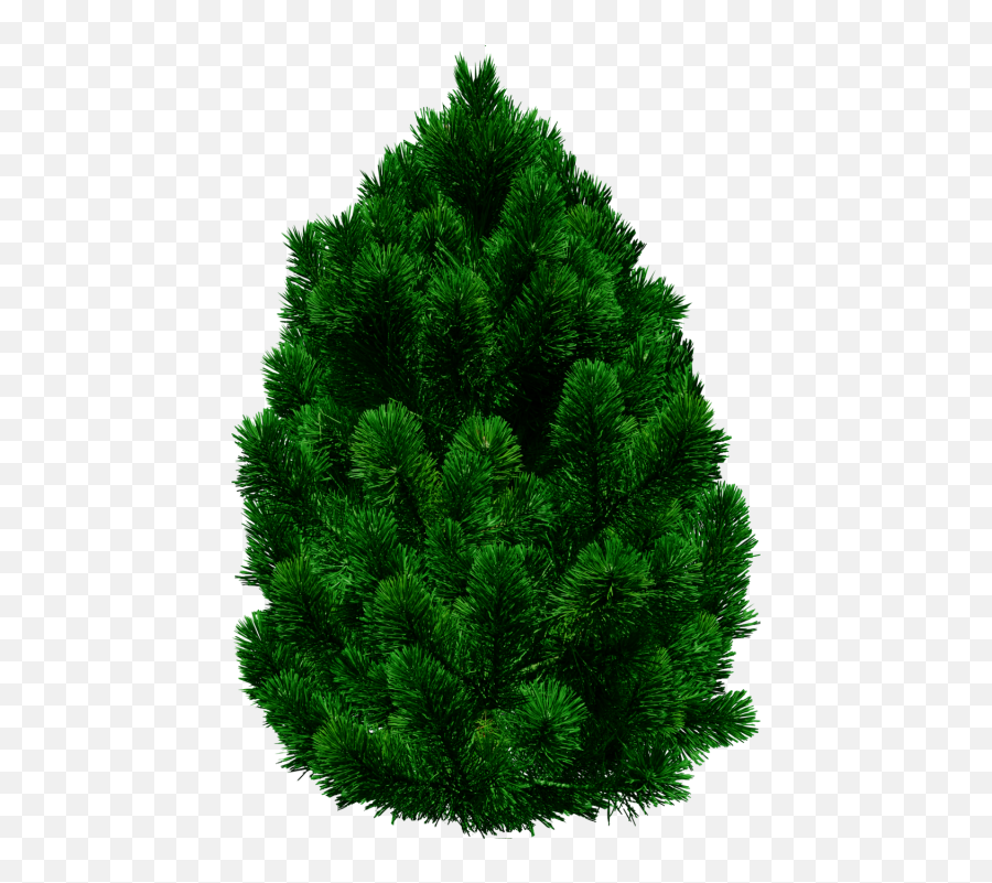 Tree Png Pic 8 User Saksham 0 5 Nirmala Sitharaman - Png Format Ashok Tree Png Emoji,Sikh Khanda Emoji