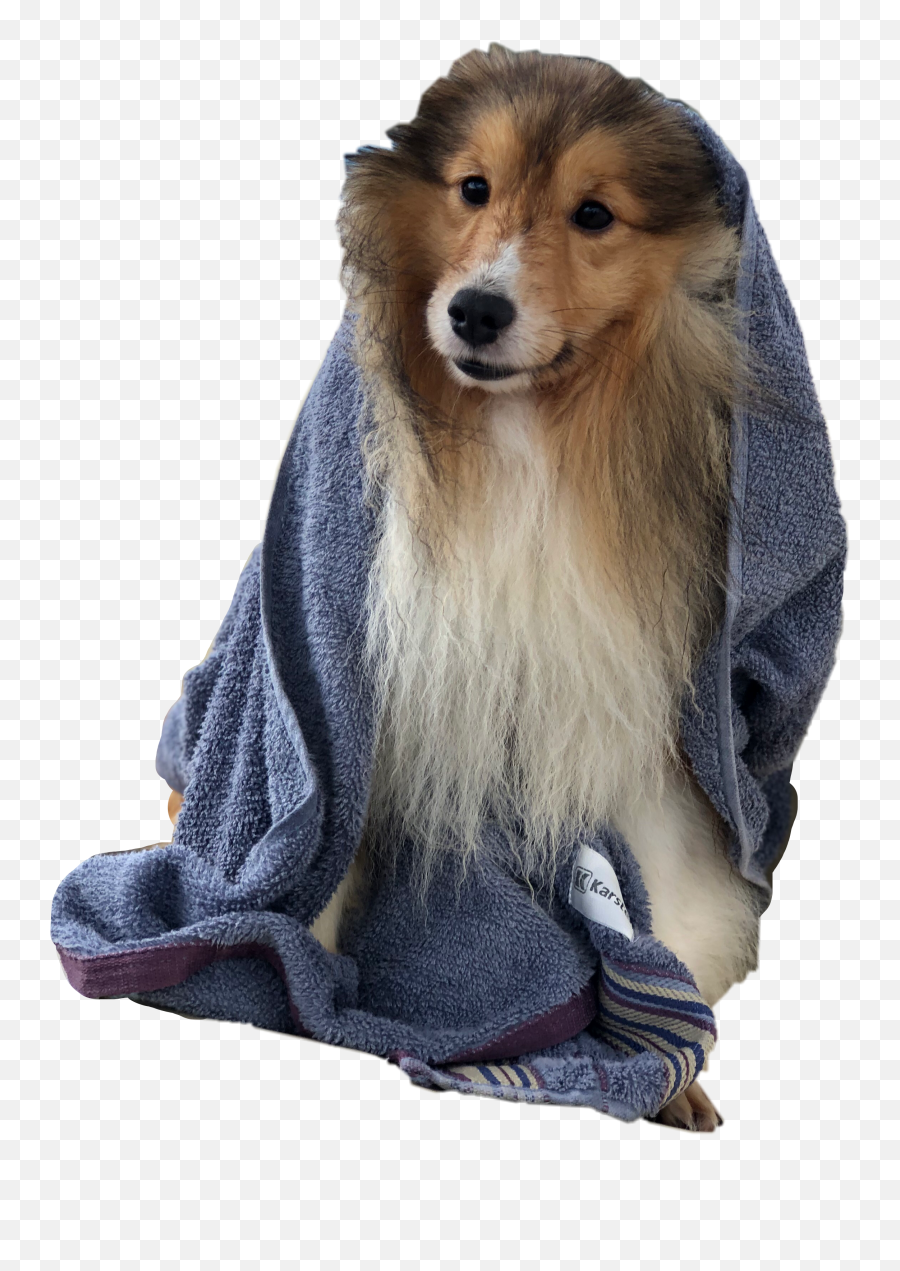 Sheltie Sticker - Dog Clothes Emoji,Sheltie Emoji