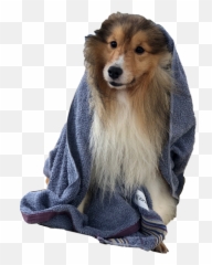 Sheltie Sticker - Dog Clothes Emoji,Sheltie Emoji