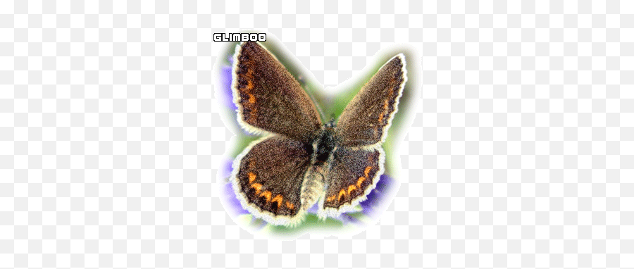 Imagens De Borboletas Para Facebook - Brown Argus Emoji,Emoticons De Borboleta