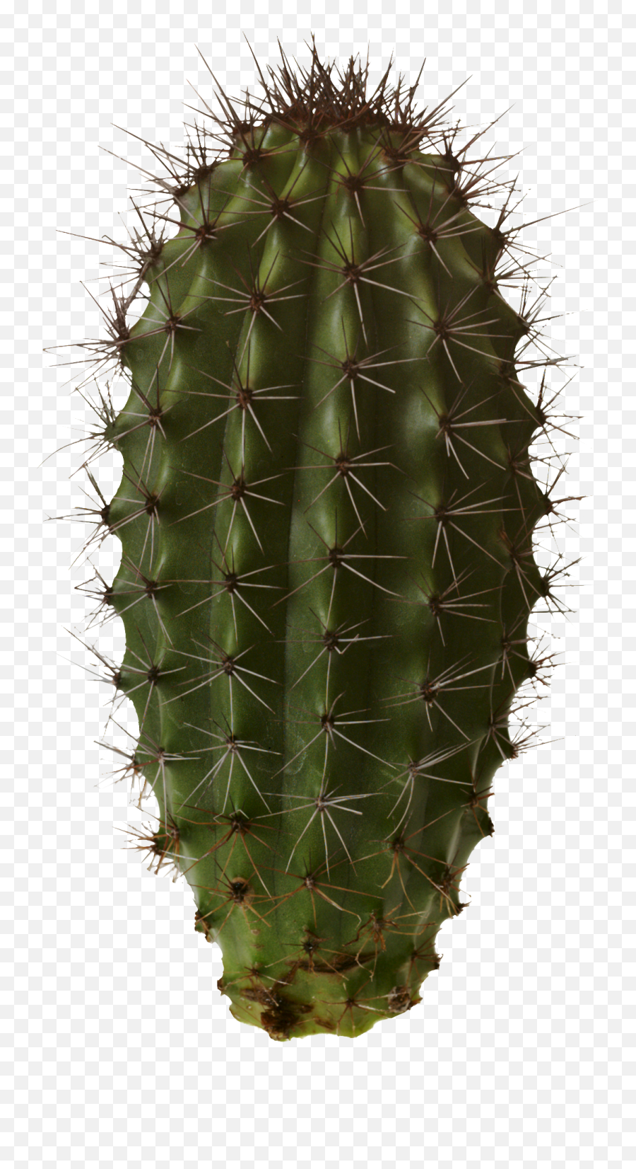 Cactus Transparent Png Cactus Free - Cactus Png Emoji,Cactus Emoji