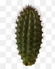 Cactus Transparent Png Cactus Free - Cactus Png Emoji,Cactus Emoji