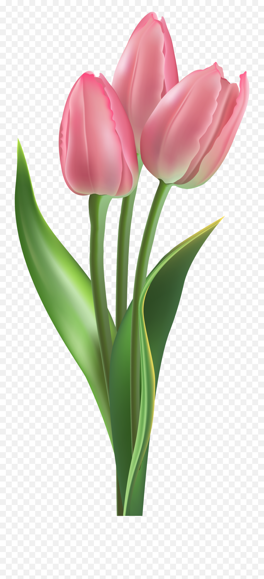 Pink Tulip Minecraft Flower Png Tulips Are Flowers - Pink Tulip Png Emoji,Tulip Emojis