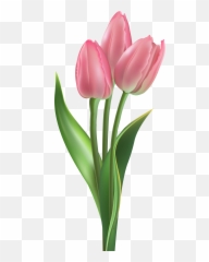 Pink Tulip Minecraft Flower Png Tulips Are Flowers - Pink Tulip Png Emoji,Tulip Emojis