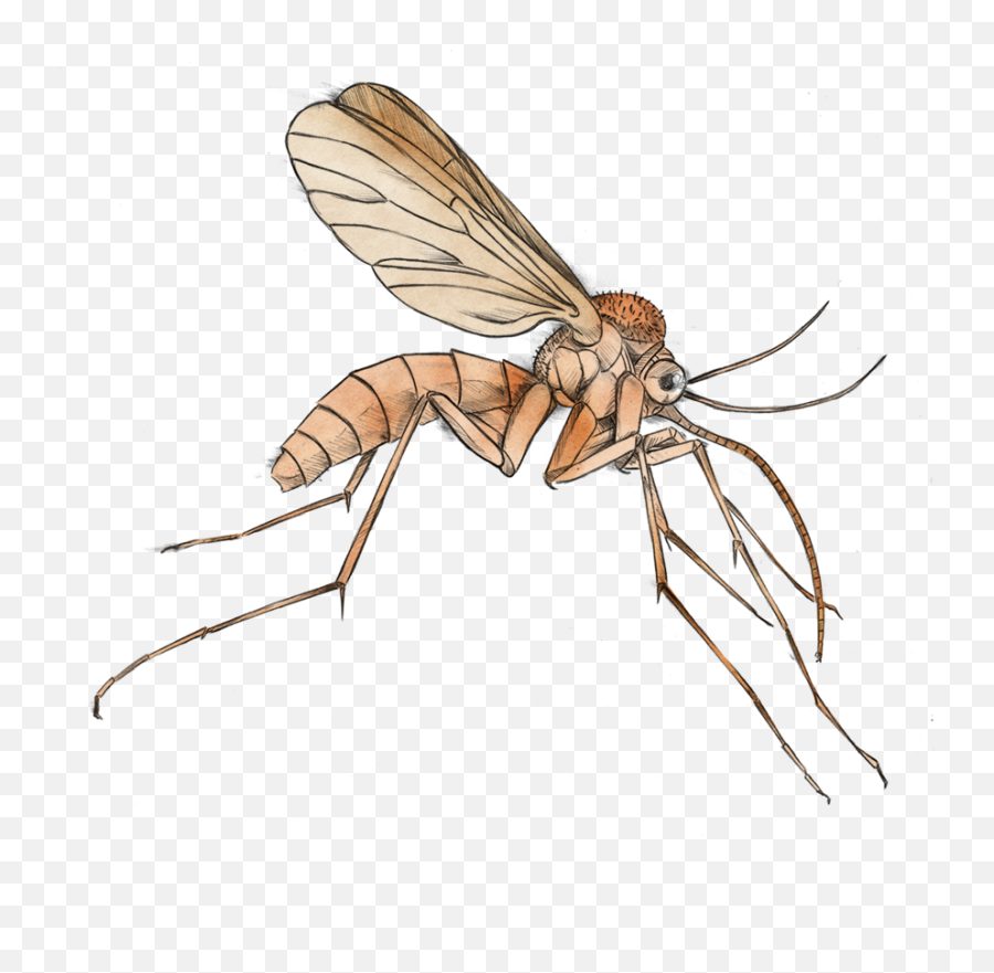 Mosquito Malaria Clip Art - Png Mosquito Clip Art Emoji,Miquito Emoji Mosquito Malaria Clip Art - Png Mosquito Clip Art Emoji,Miquito Emoji