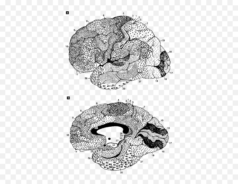 The Cerebral Cortex 7 - Brodmann Map Emoji,Emotions Drawing Tired Exxagerate