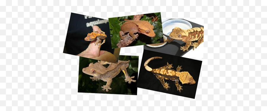 For Sale - Crested Gecko Emoji,What Does Color Say About Crested Geckos Emotion