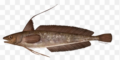 Red Hake Noaa Fisheries Emoji,Animal Life Cycle Emotion Code