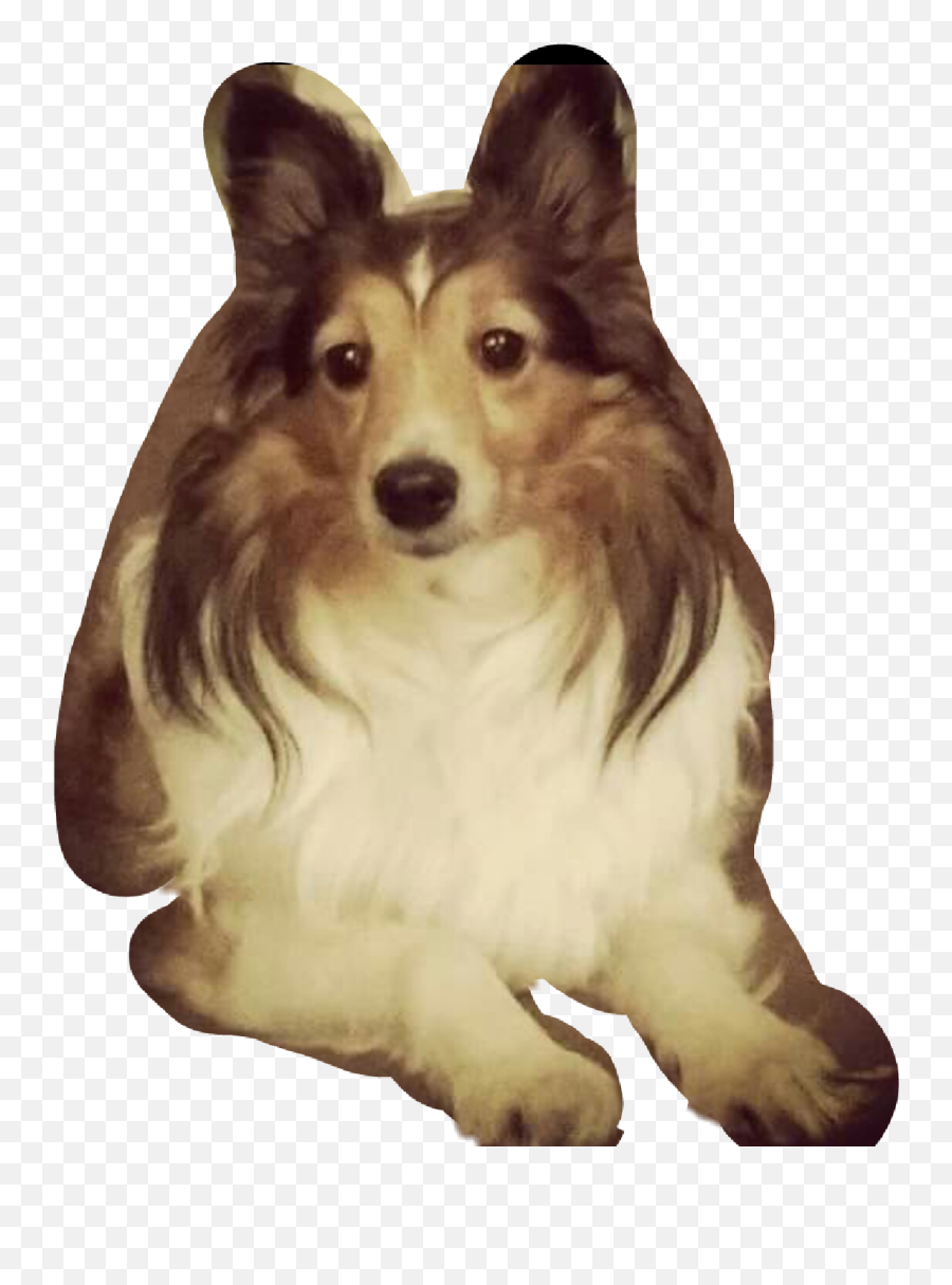 Sheltie Sticker - Northern Breed Group Emoji,Sheltie Emoji