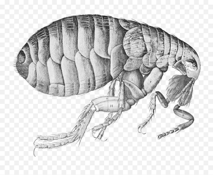 Flea Transparent Png Png Svg Clip Art - Home Remedy For Fleas Emoji,Flea Emoji