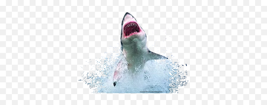 Scsharks Sharks Teeth Monster Sticker - Real Angry Shark Emoji,Captain Crunch Emojis
