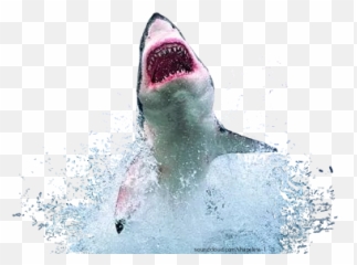 Scsharks Sharks Teeth Monster Sticker - Real Angry Shark Emoji,Captain Crunch Emojis