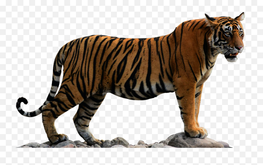 Welcome 2021 - Bengal Tiger Emoji,Tiger Emoji Facebook