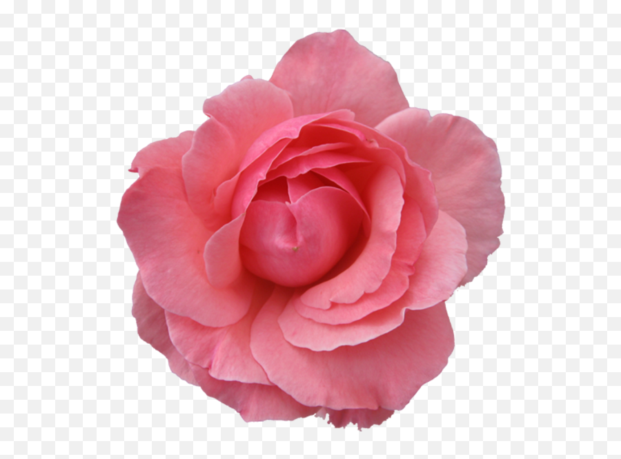 Rose Clipart Head Rose Head Transparent Free For Download - Royalty Free Flower Transparent Emoji,Two Roses Emoji