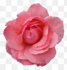 Rose Clipart Head Rose Head Transparent Free For Download - Royalty Free Flower Transparent Emoji,Two Roses Emoji