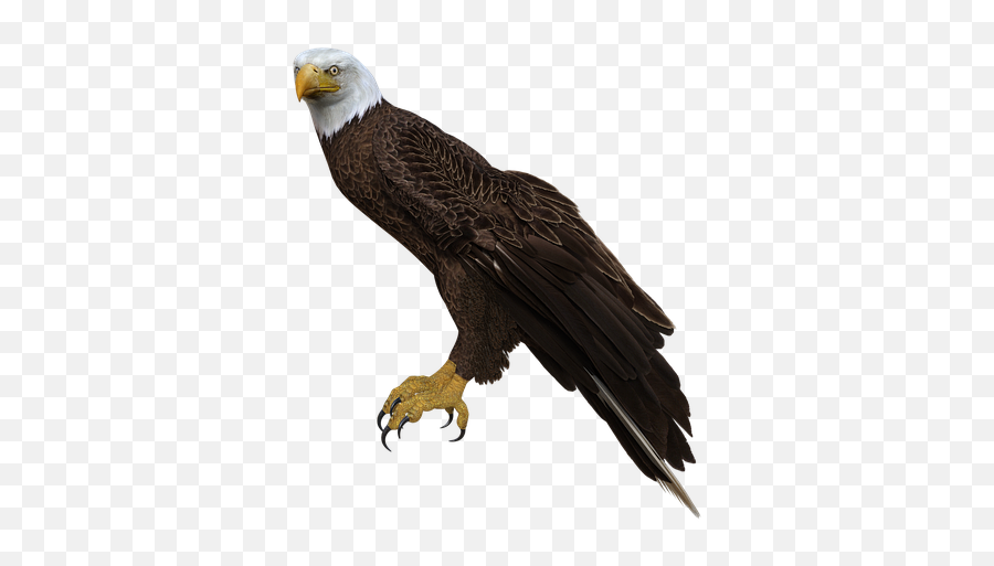 Feathers Perched Wings 3d Bald Eagle - Perched Bald Eagle Png Emoji,The Emotions Of Eagles