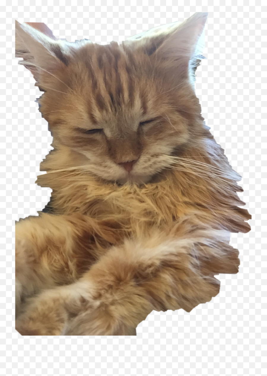 Cat - Maine Coon Emoji,Coon Emoji