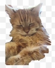 Cat - Maine Coon Emoji,Coon Emoji