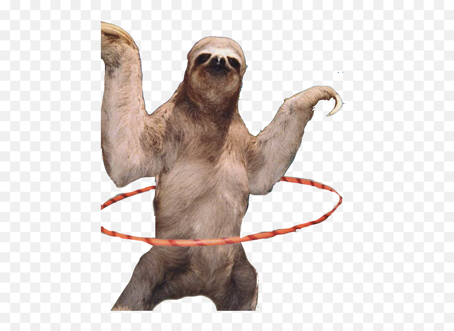 Funny Sloth Png U0026 Free Funny Slothpng Transparent Images - Pygmy Three Toed Sloth Png Emoji,Kakao Emoticon Limit