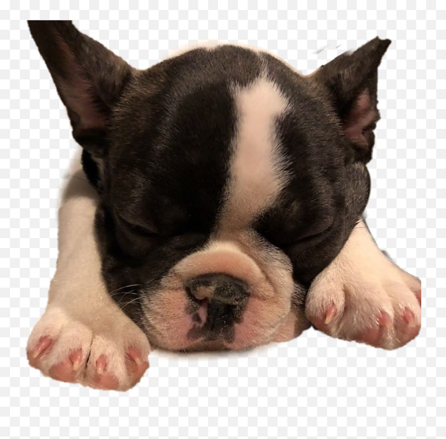 The Most Edited - French Bulldog Emoji,Boston Terrier Emoticons