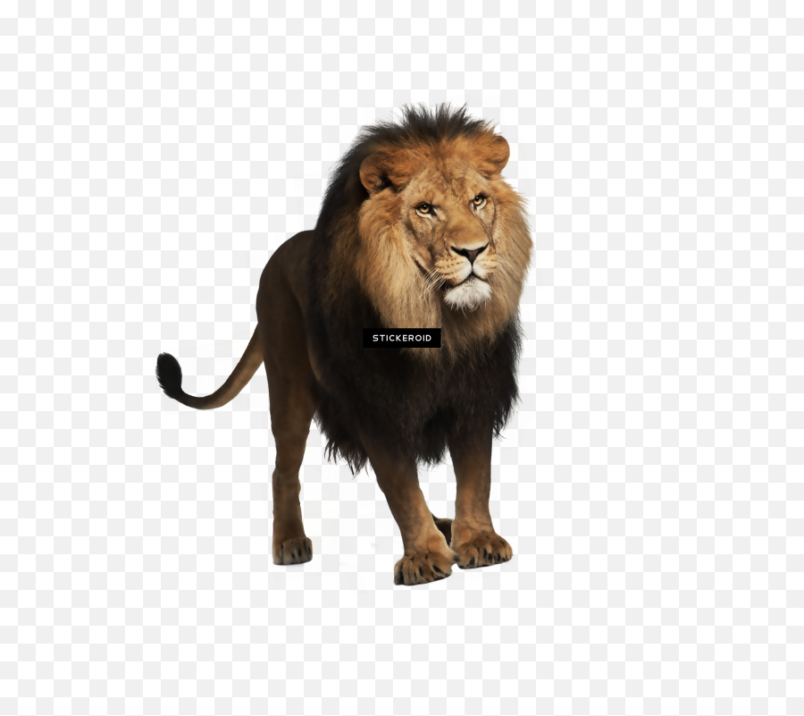 Lion Emoji,Emoji Iphone Lion Face