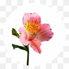 Catálogo De Alstroemeria En - Lily Of The Incas Emoji,Riverdance Emoji