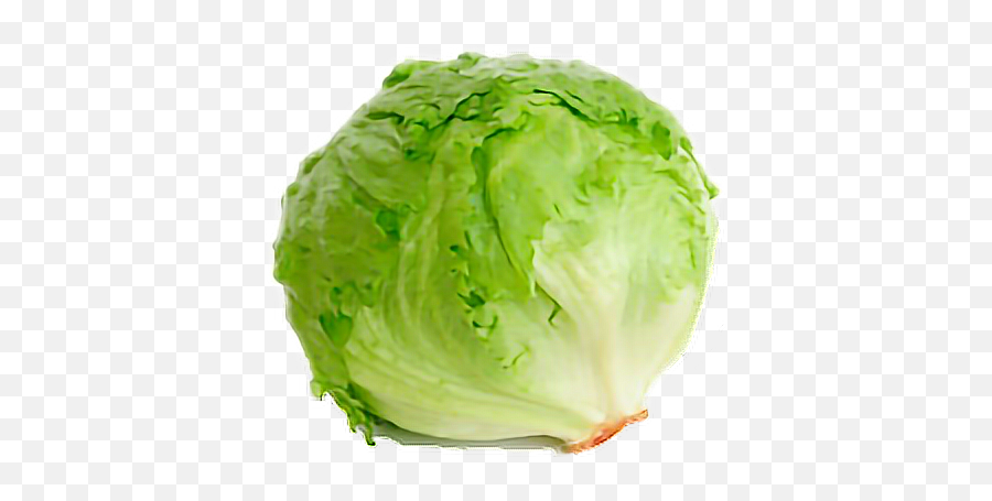 Lettuce Sticker - Head Of Lettuce Emoji,Lettuce Emoji