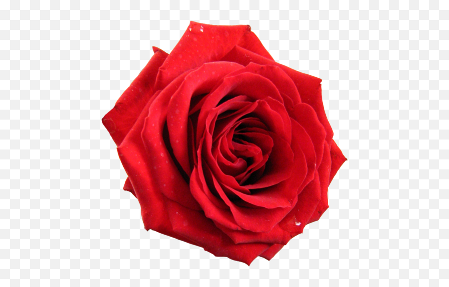 Transparent Red Rose Red Rose Pictures Red Rose Png Red Emoji,Japanese Flower Emoticon Tumblr