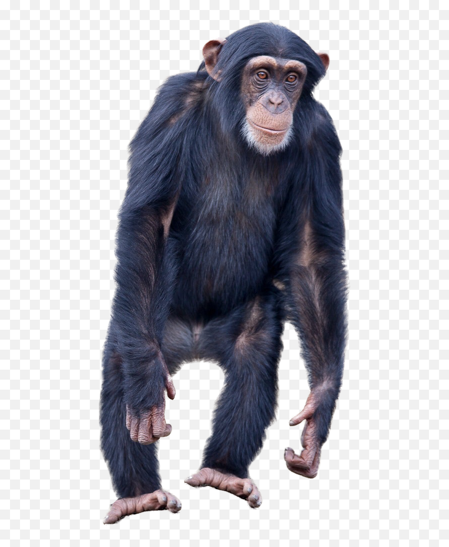 Monkey Standing Png Image For Free Download Emoji,Transparent Chimpanzee Emoticon