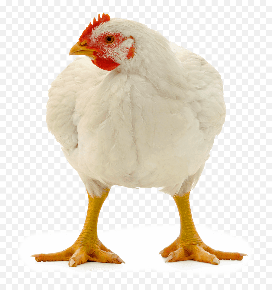 Companies Committed To The Better Chicken Commitment Emoji,Blue Hen Emoji