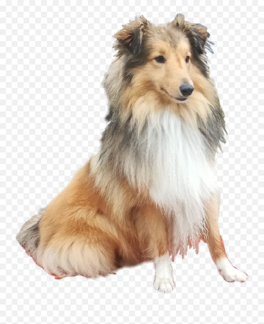 Popular And Trending - Rough Collie Emoji,Sheltie Emoji