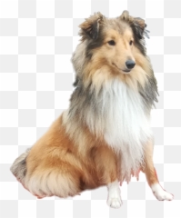 Popular And Trending - Rough Collie Emoji,Sheltie Emoji
