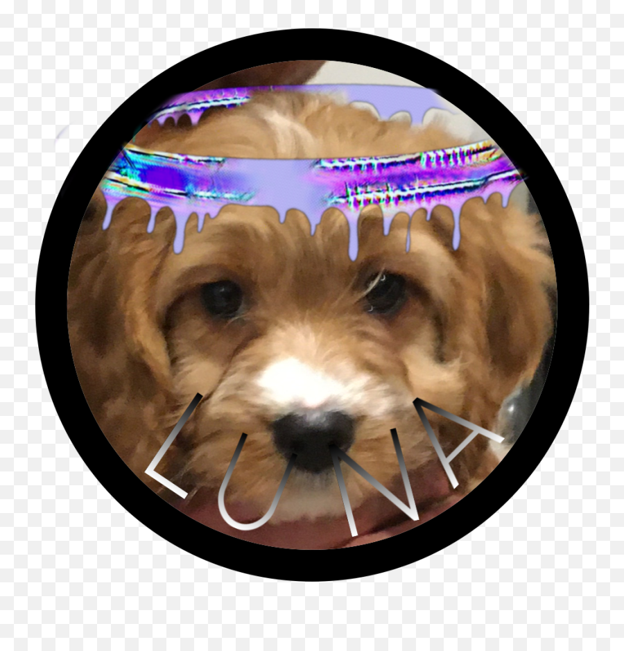 Cavapoo Luna Dog Sticker By Soso Jacko - Cavachon Emoji,Dog Emoji App